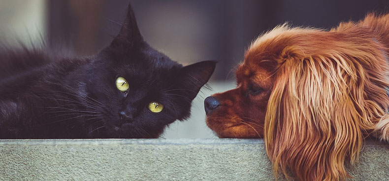 Claves legales ante la separación de parejas con mascotas